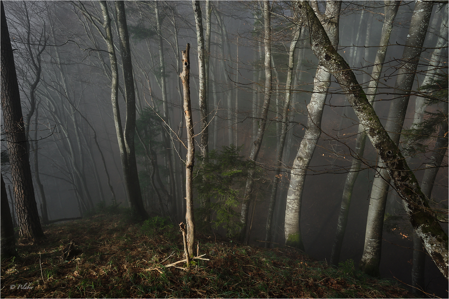 Mysterious forest (2)