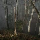 Mysterious forest (2)