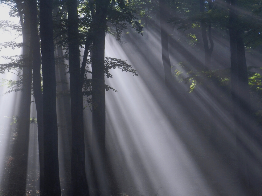 Mysterious forest