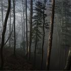 Mysterious forest (6)