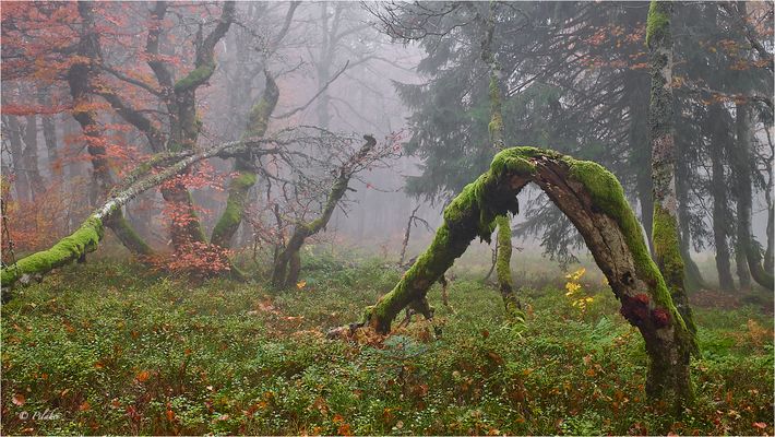 Mysterious forest (8)