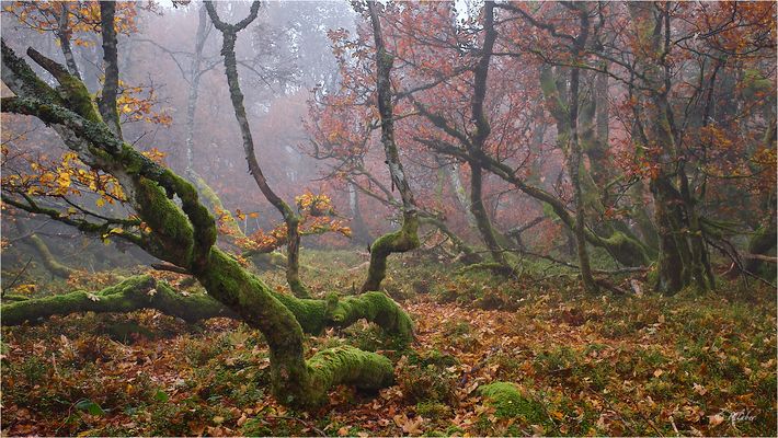 Mysterious forest (9)