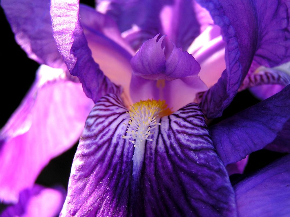 mysterious iris von lady zoom 