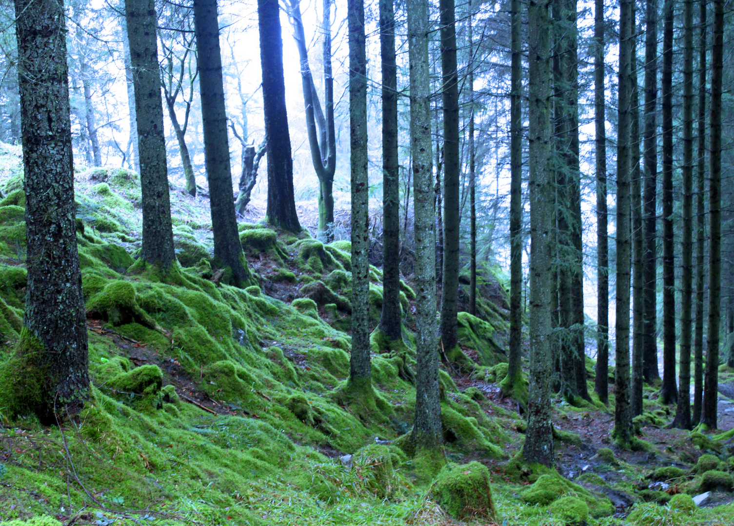 Mysterious Norwegian woods