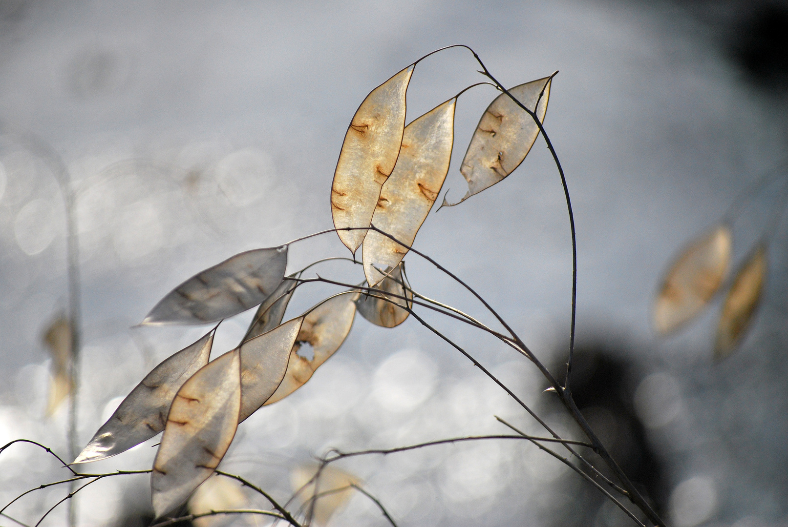 Mysterious plant in the evening light