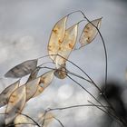 Mysterious plant in the evening light