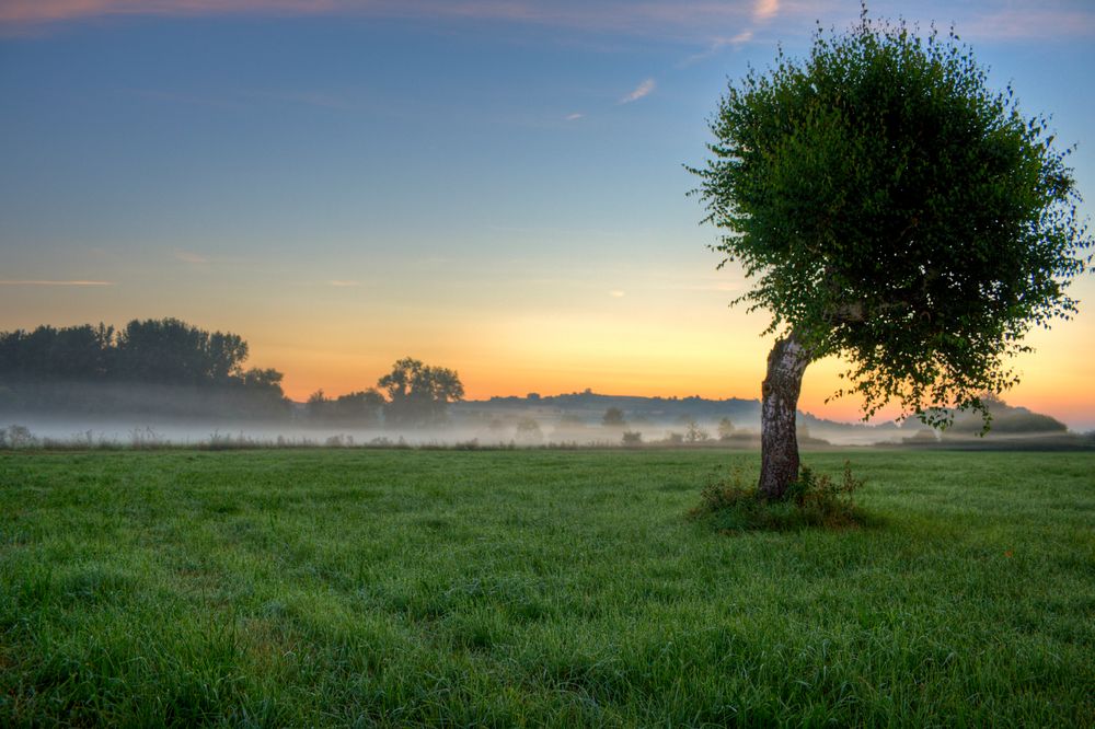 Mysterious Tree