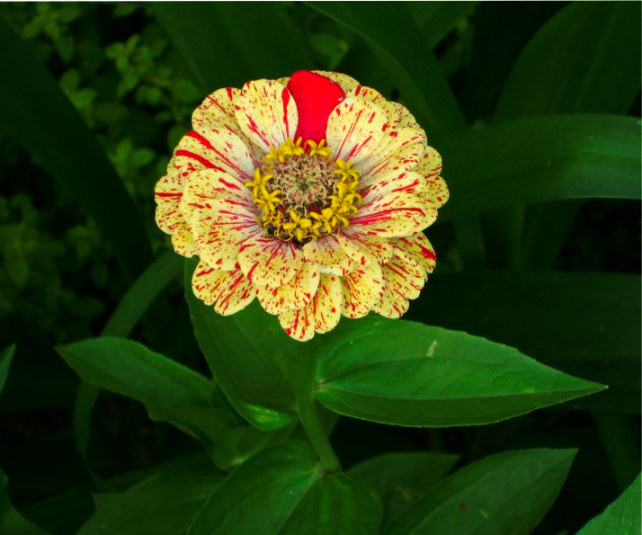 Mysterious zinnia