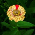 Mysterious zinnia