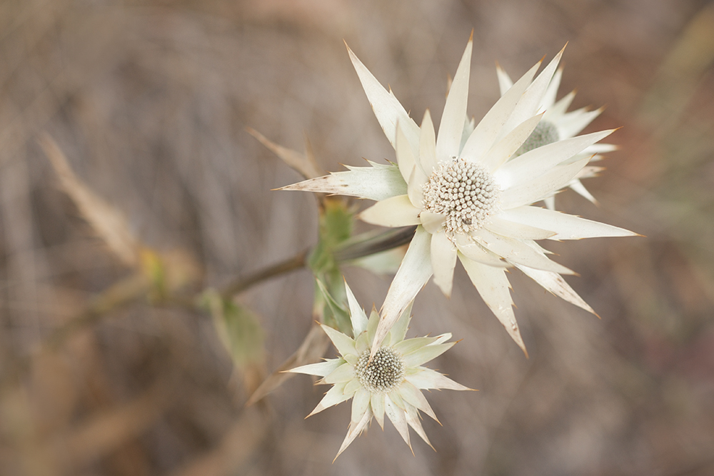 mystery flower