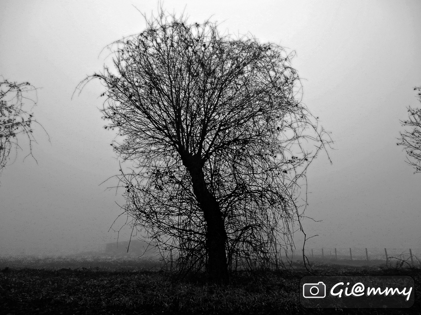 Mystery Fog Tree - B&W