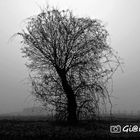 Mystery Fog Tree - B&W