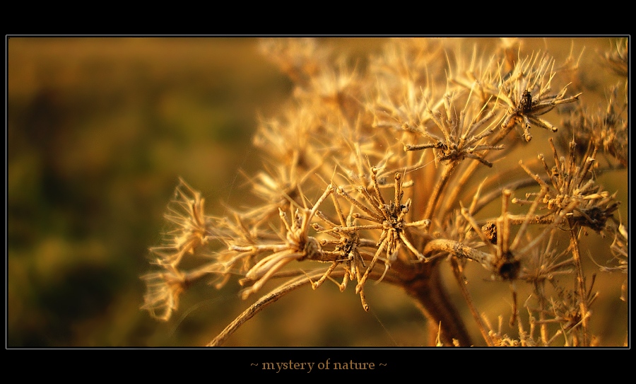 ~ mystery of nature ~