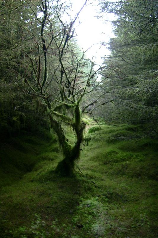 mysthische Stimmung in der am Forest Drive near Logh Erne