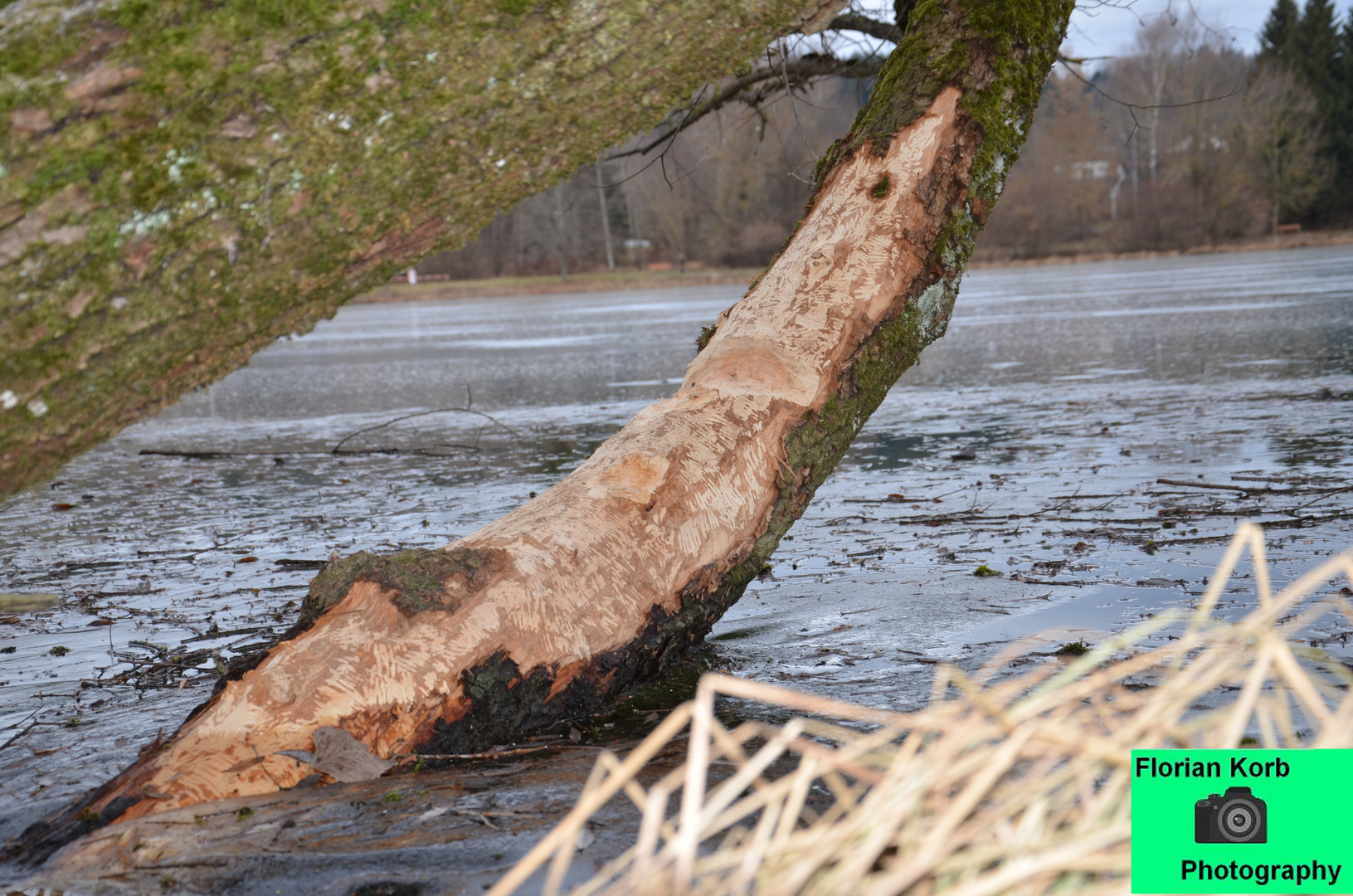 Mysthischer Baumstamm im See