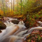 Mystic Autumn Forest