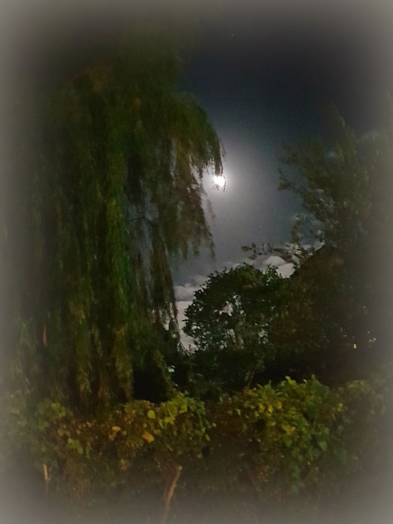 mystic autumn night  - es spukt heute Nacht