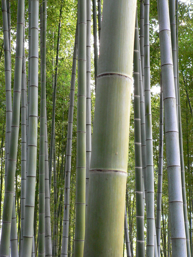 Mystic Bamboo