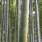 Mystic Bamboo