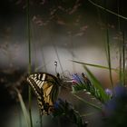 Mystic Butterfly