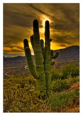 Mystic Desert Cactus