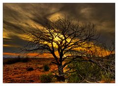 Mystic Desert Tree