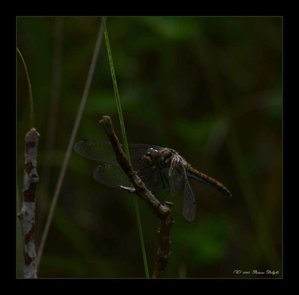 - Mystic Dragonfly -