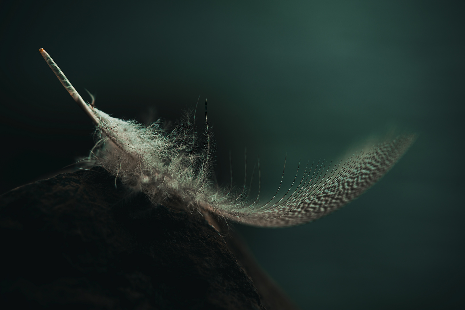 Mystic feather 