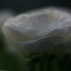 Mystic Flower