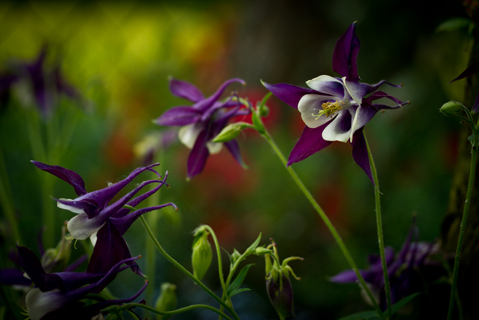 Mystic Flowers