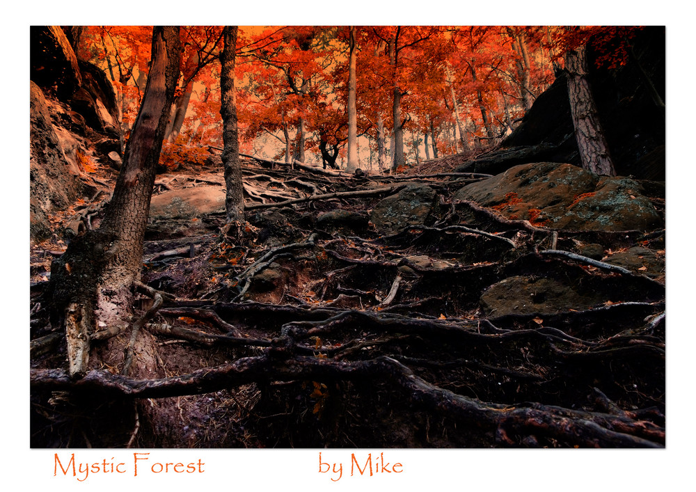 Mystic Forest 2