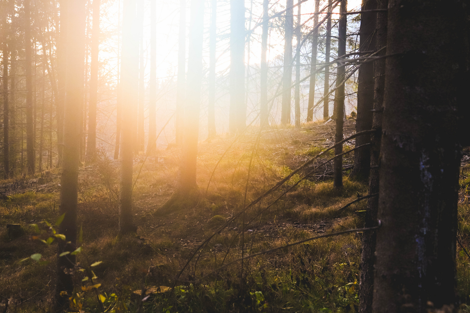Mystic Forest Foto Bild jahreszeiten herbst nature Mystic Forest Foto Bild jahreszeiten herbst nature