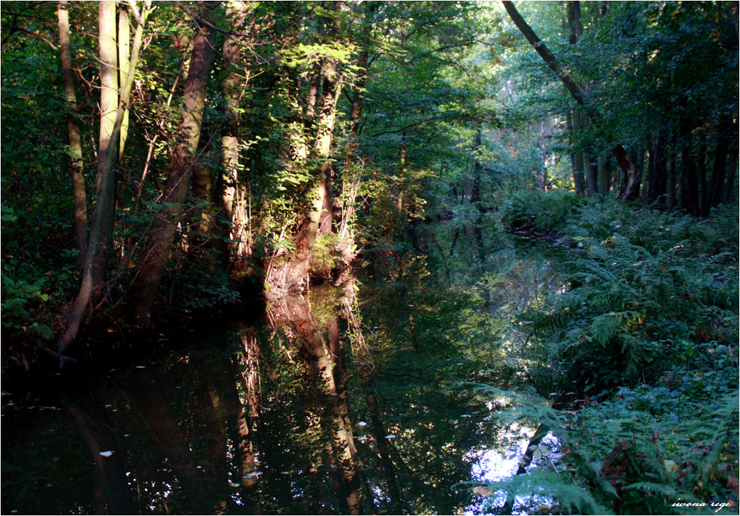 Mystic Forest