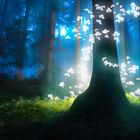 Mystic Forest