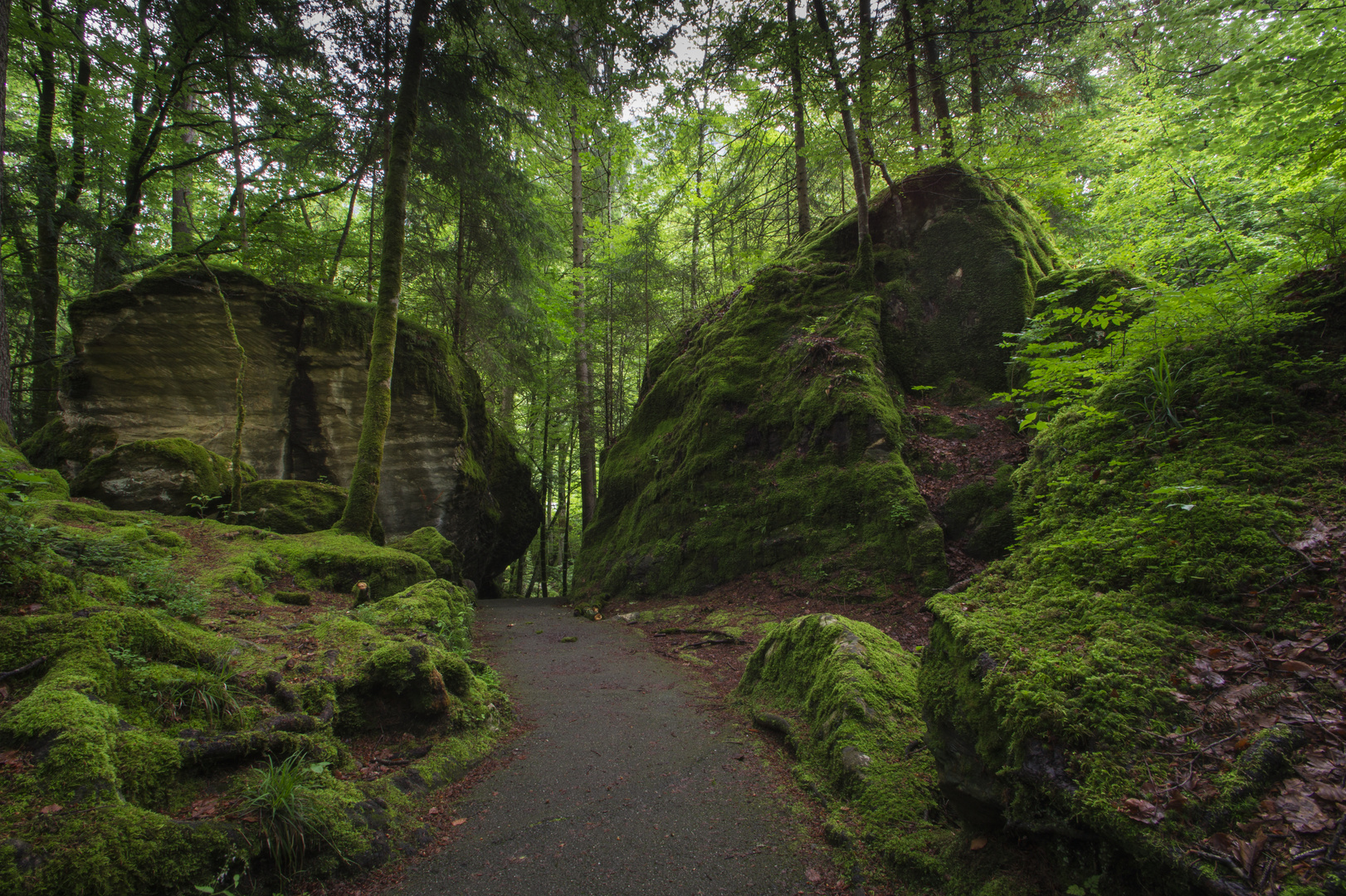 Mystic forest