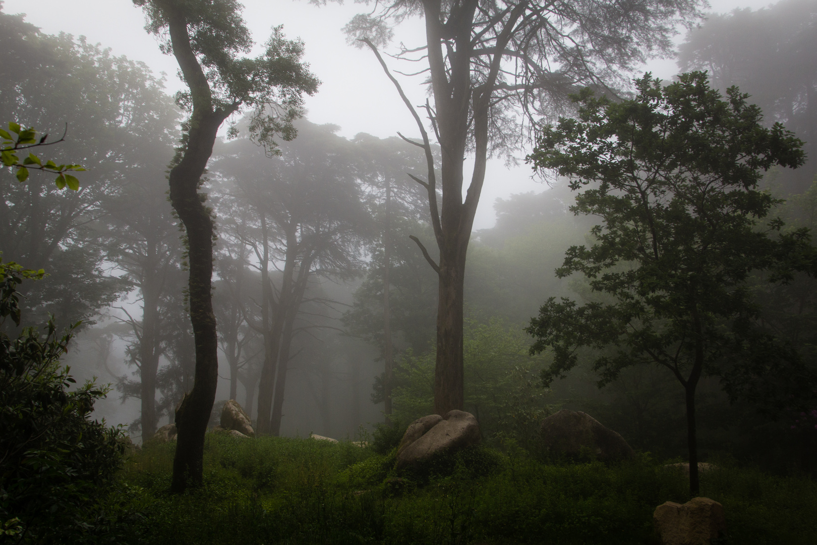 mystic forest