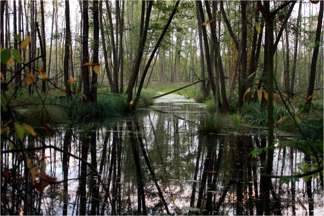 Mystic Forest