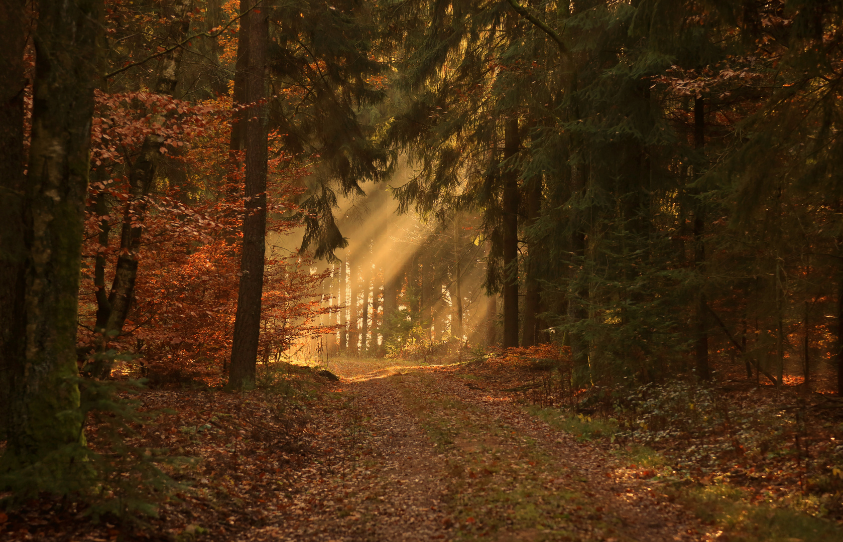 mystic Forest