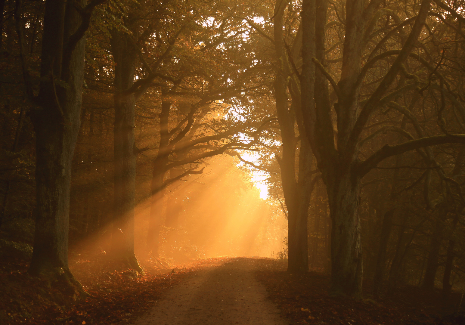  Mystic Forest