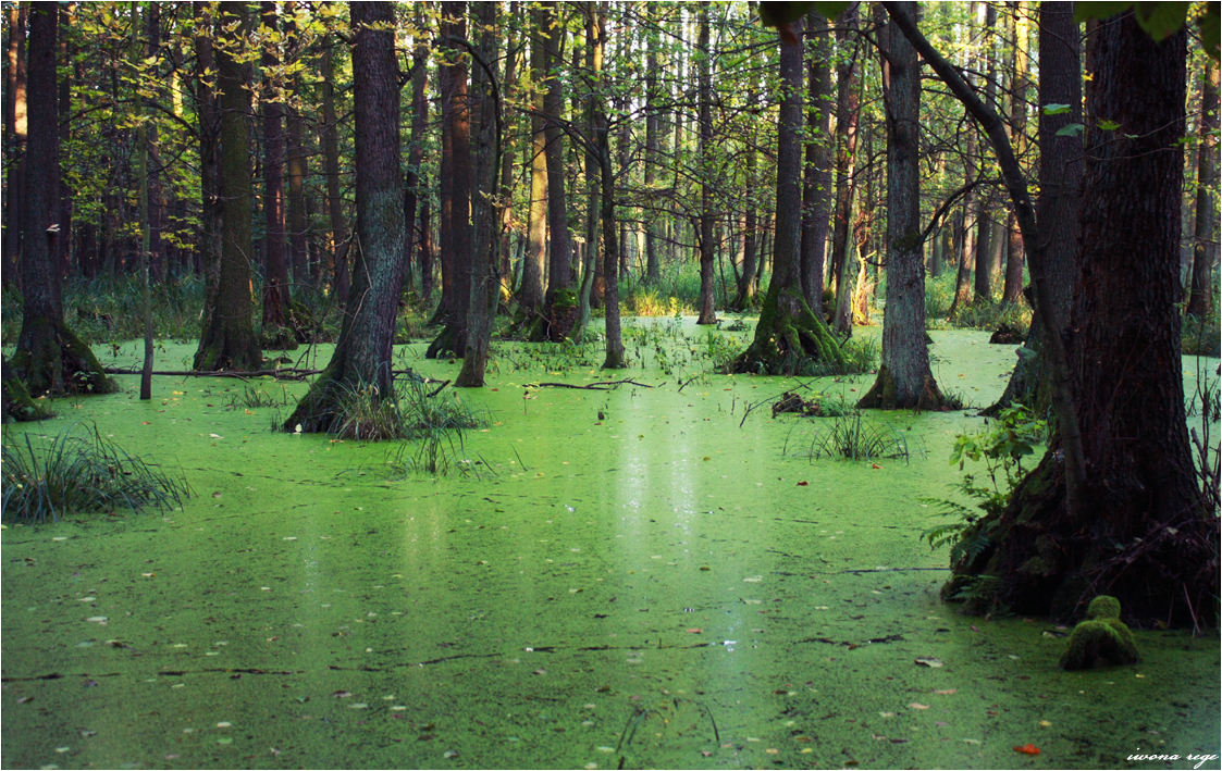 Mystic Forest