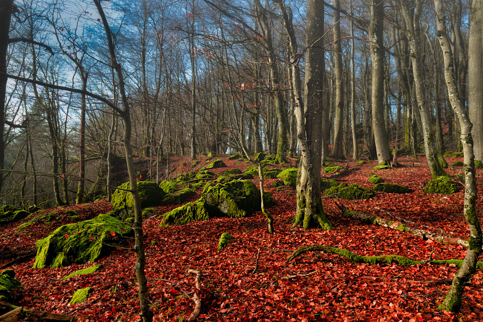 Mystic Forest Ernstberg/ Eifel II