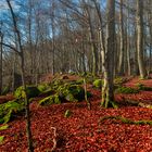 Mystic Forest Ernstberg/ Eifel II