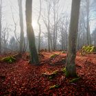 Mystic Forest Ernstberg/Eifel