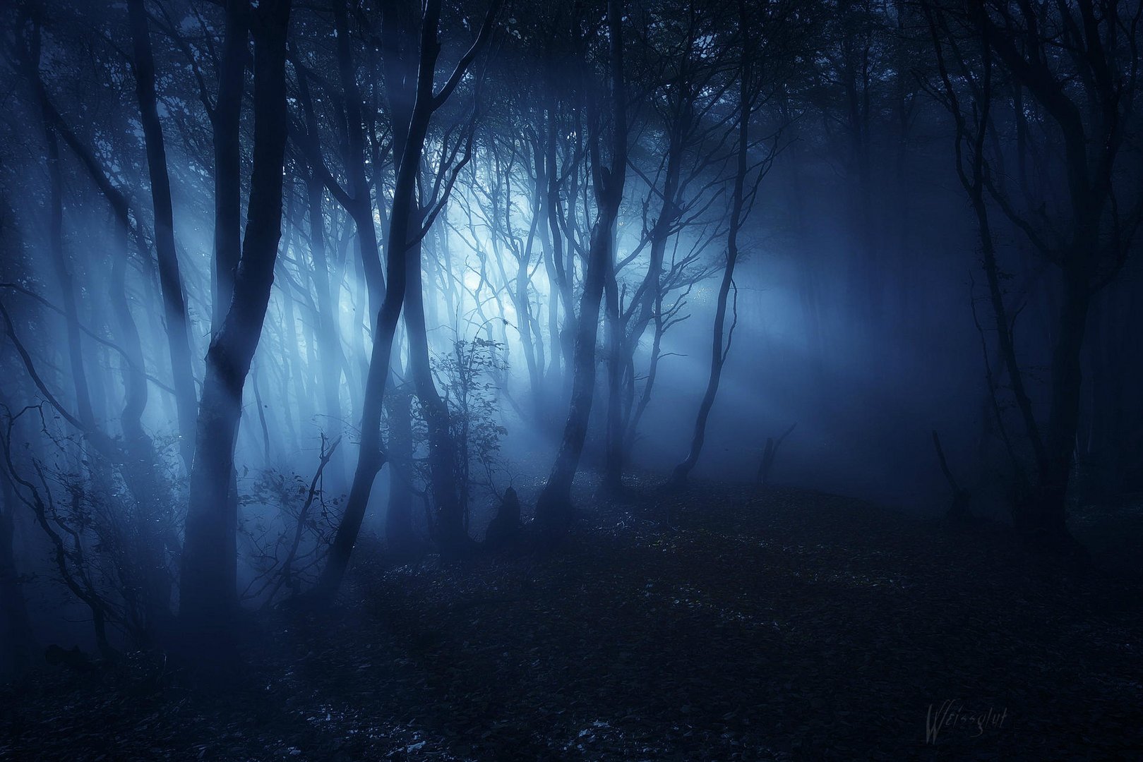 Mystic Forest Light