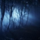 Mystic Forest Light