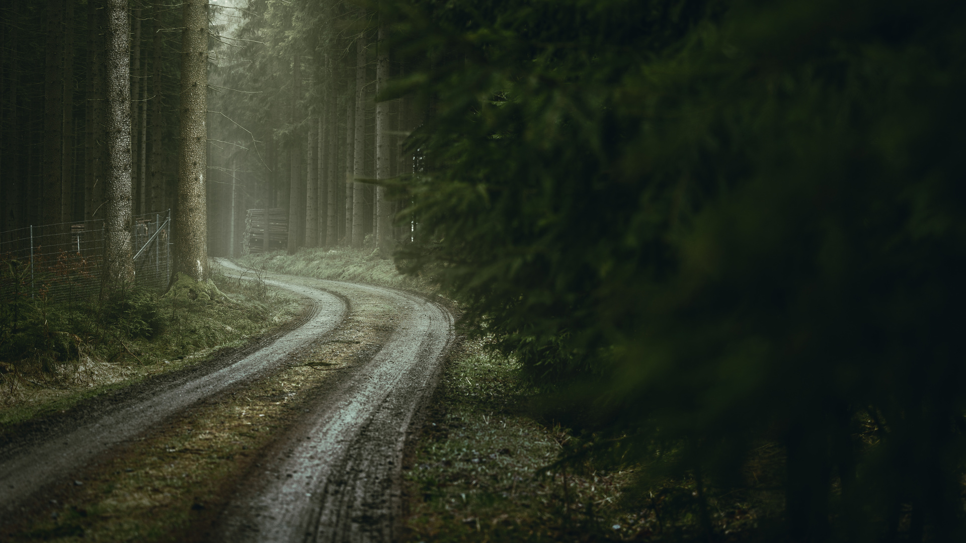 mystic forest path