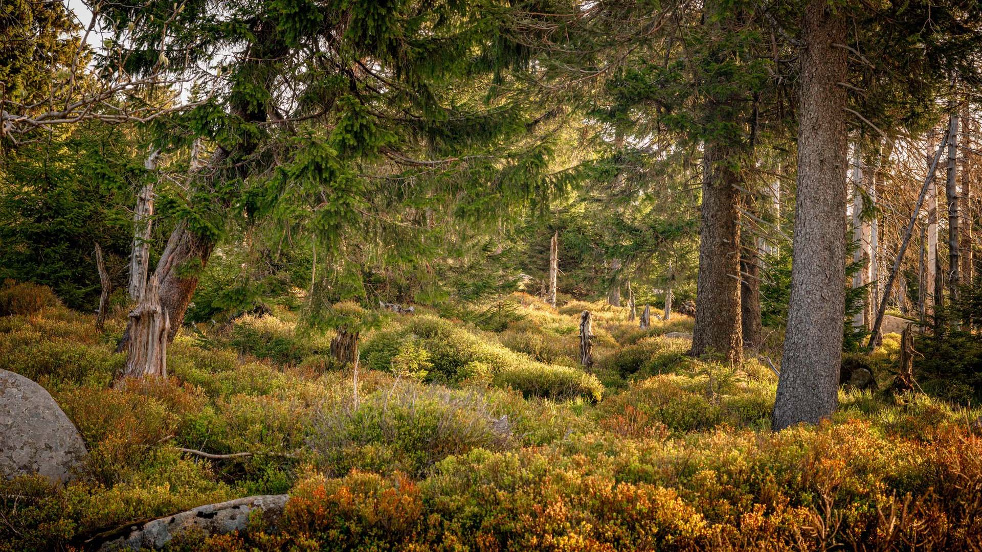 Mystic Harz II