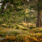 Mystic Harz II