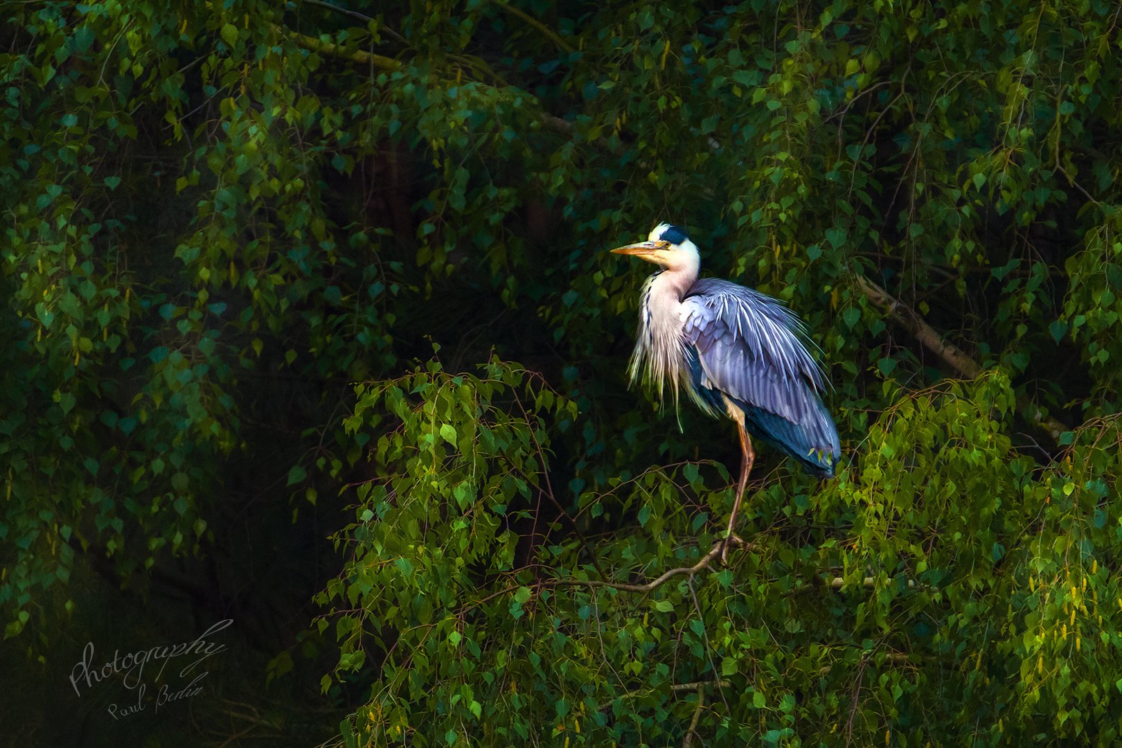 mystic heron