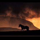 Mystic horse